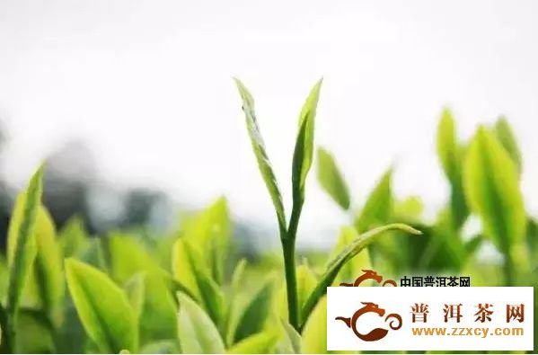 云南哀牢山茶产业的春天在哪里？