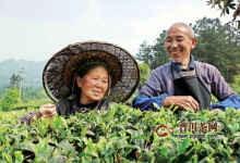 贵州：种上“摇钱树” 做好“茶文章”