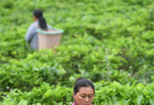 广西隆林：万亩茶园助脱贫