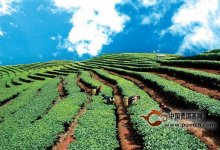 探索云南史上有名的八大茶区